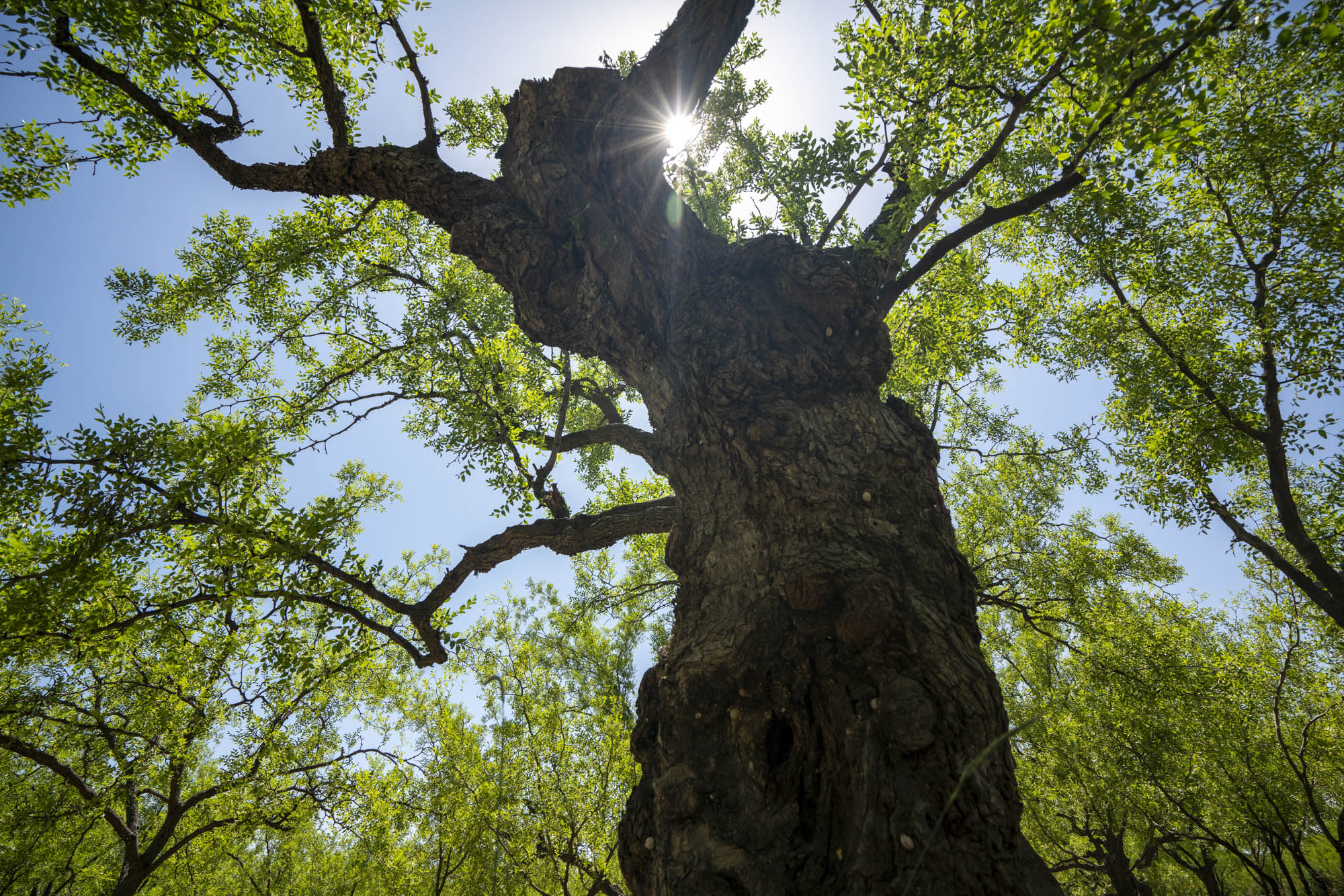 山西运城:走进稷山国家板枣公园 欣赏千年枣林艺术宫殿
