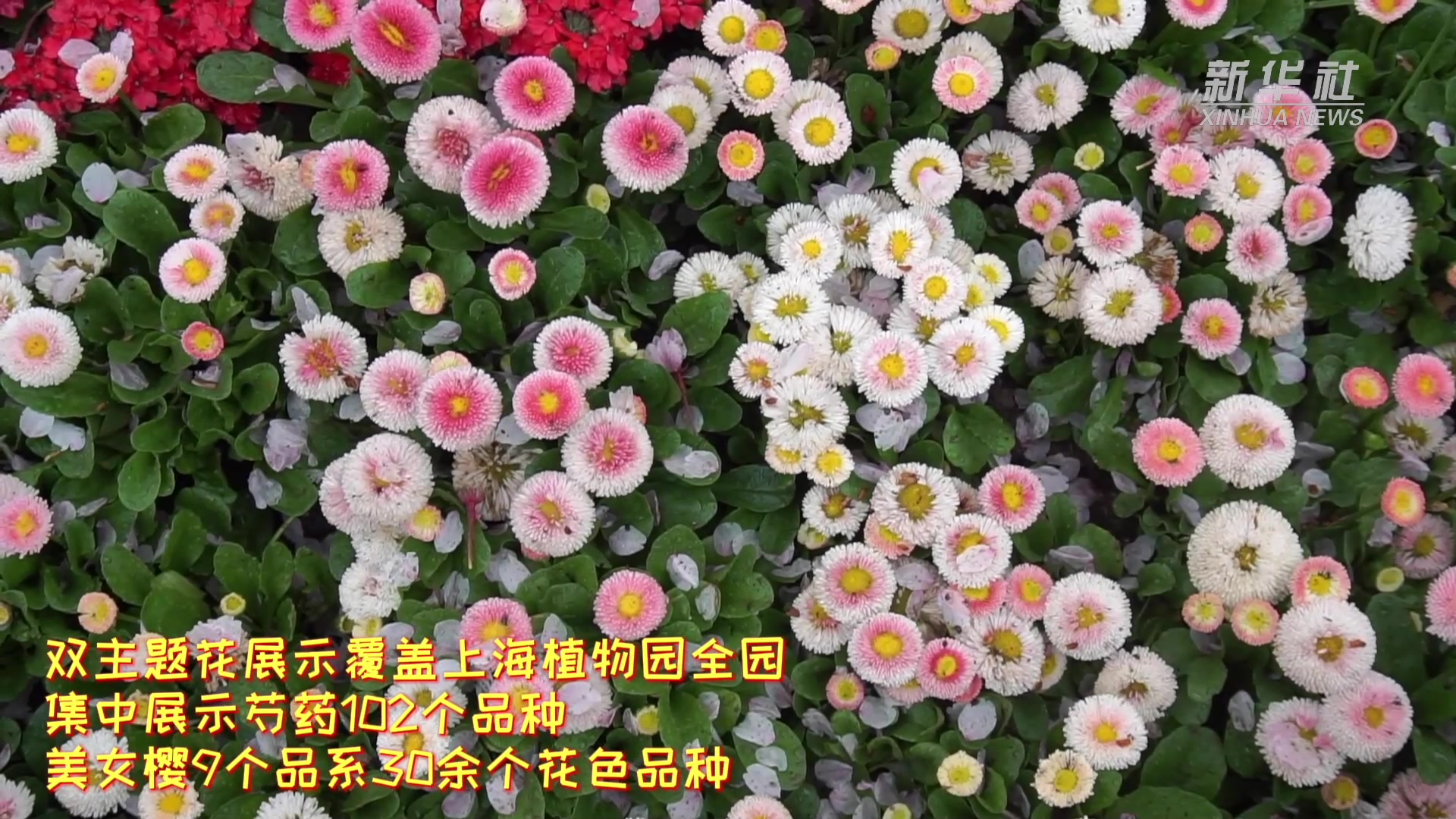 上海（国际）花展：花开满城 处处皆景