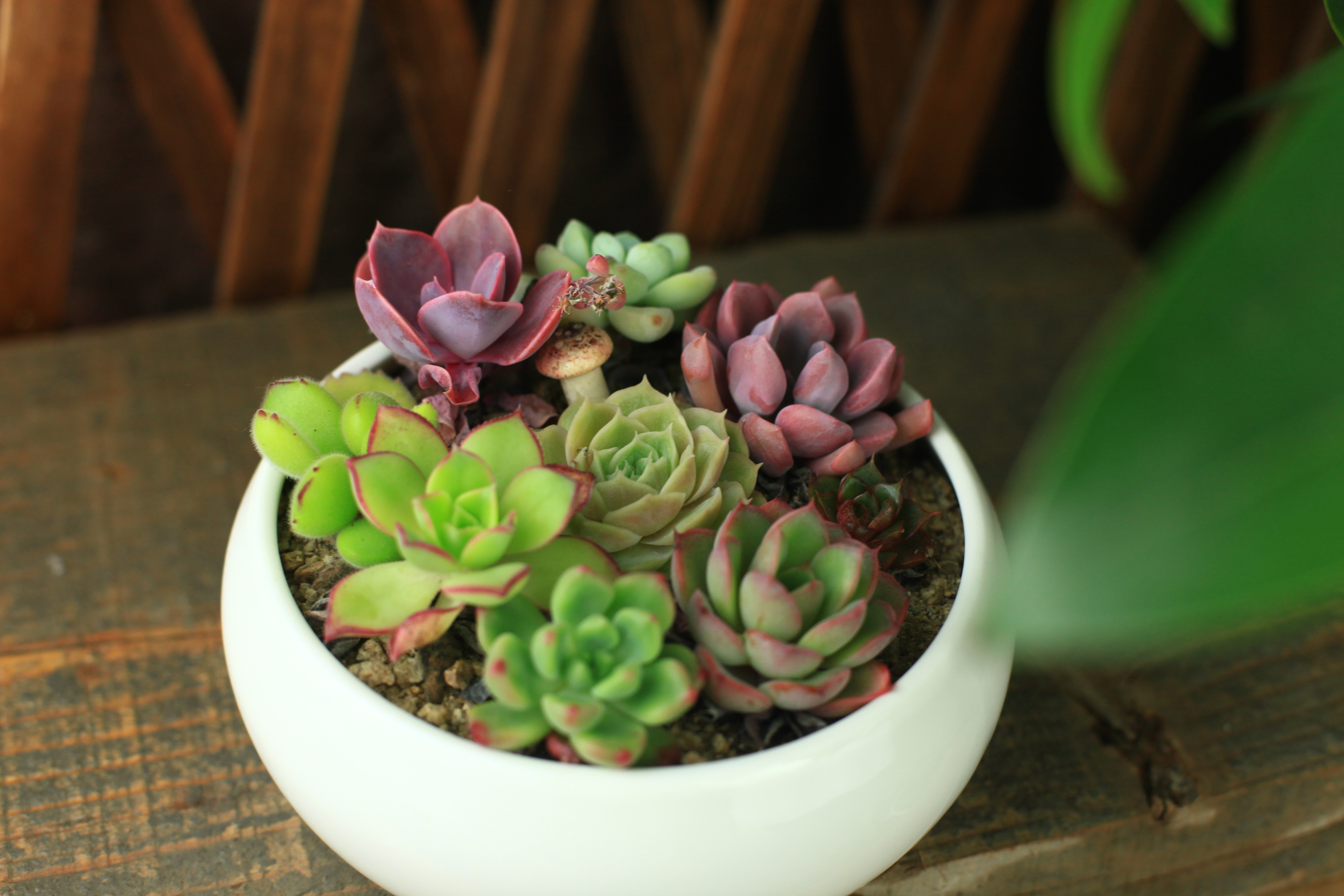 这些蓝色系多肉,简直像天使身边的小精灵,太美了