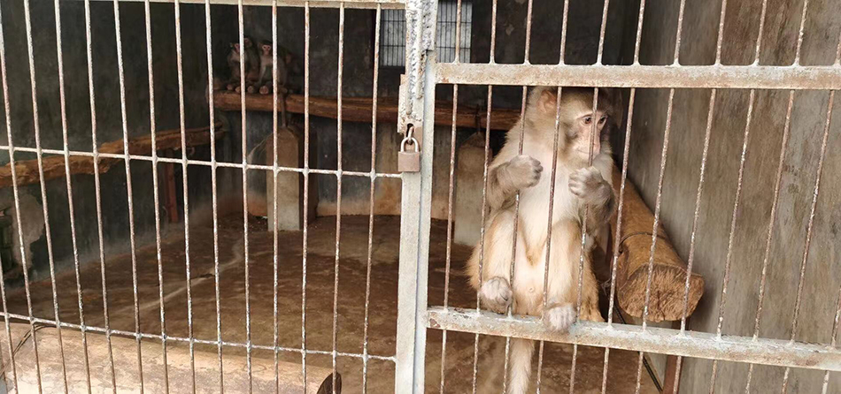 养殖场里的猕猴 澎湃新闻记者 段彦超 摄