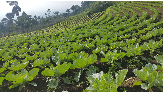 油菜種植技巧:一般情況下,株距為8公分,行距為40公分,或者株距為6