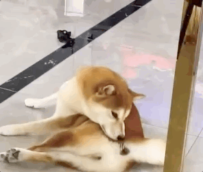 铲屎官回家吃榴莲,结果狗子疯狂闻自己屁股……笑喷了__凤凰网