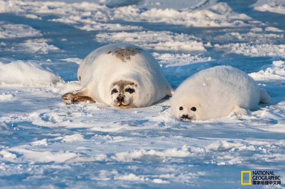 海豹是不折不扣的“神兽”，能忍受-100℃左右的寒冷环境 撰文：Laurence Butet-Roch 摄影：Steeve Luncker