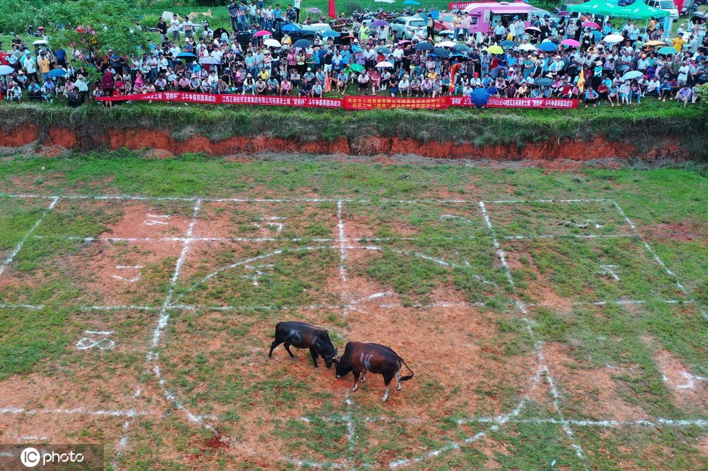 江西高安乡村上演斗牛争霸赛