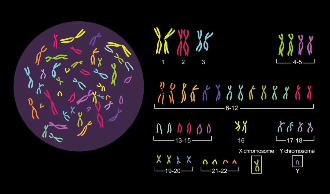 人类基因组计划草图发布二十年我们一直在进步
