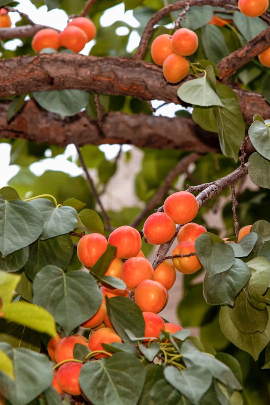 长在敦煌沙漠里的李广杏，是大西北最有故事的伴手礼。_鸣沙山_杏树_果肉