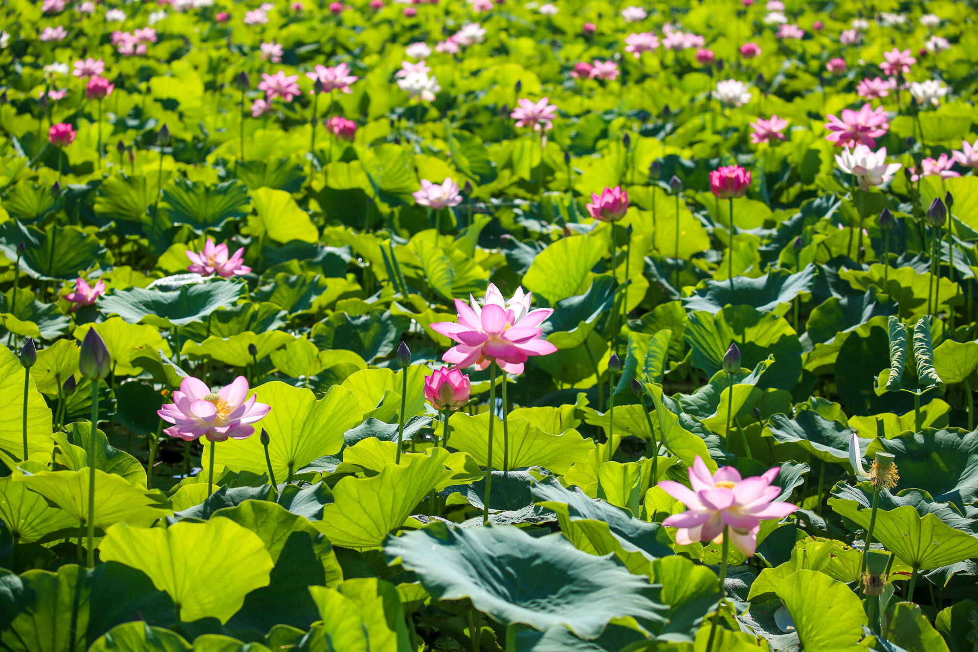 赏莲好去处,宁夏沙湖万亩荷花竞相开放!__凤凰网