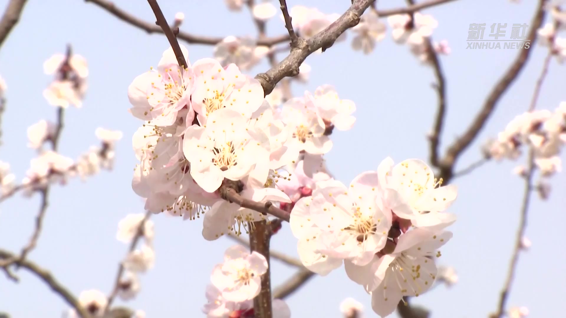 北京平谷杏花漫舞北寨村