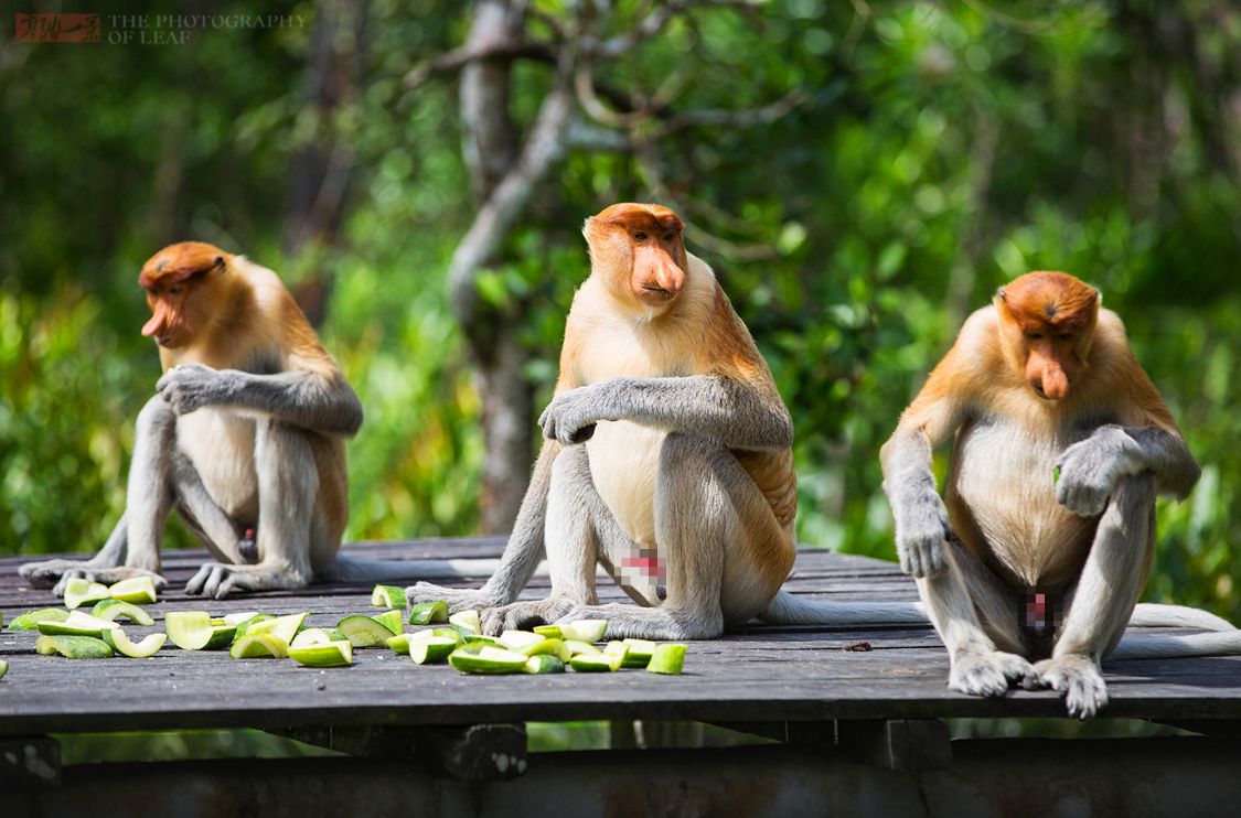 马来西亚国宝长鼻猴,被称为最帅的猴,女游客看了却很害羞