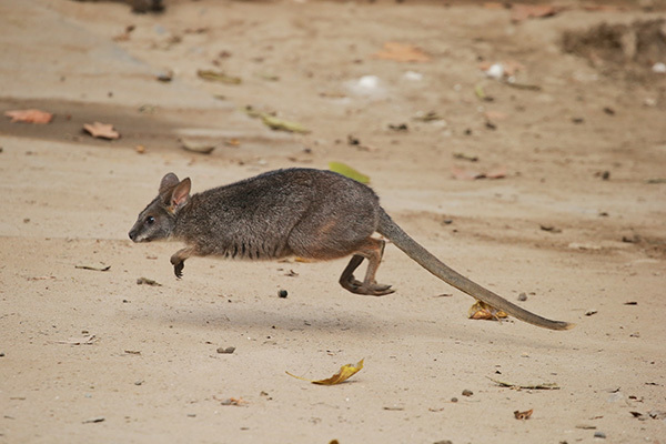 圆盾大袋鼠亮相上海曾因生性胆小太会躲藏被误以为灭绝