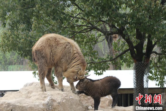 国内金毛排行_金毛寻回犬大毛怪阿里巧遇中国金毛犬排行一角逐(2)