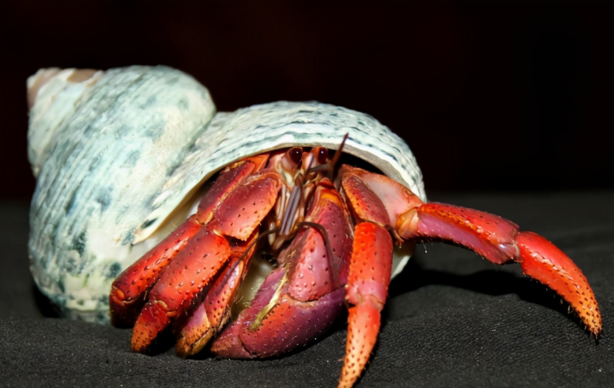 寄居蟹一样的机器人你见过吗?网友:想象力绝了__凤凰网