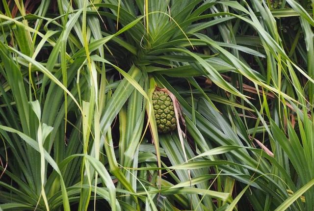 南方常见的露兜树,花朵和果实都好看,斑叶的品种还可以盆栽养护