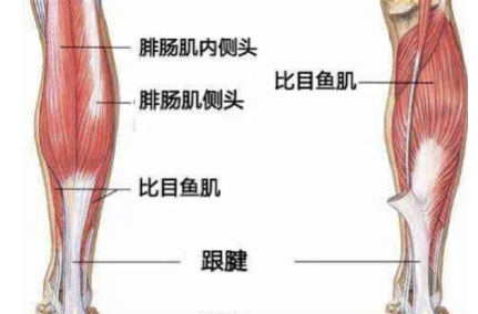 腓肠肌内侧头位置图片