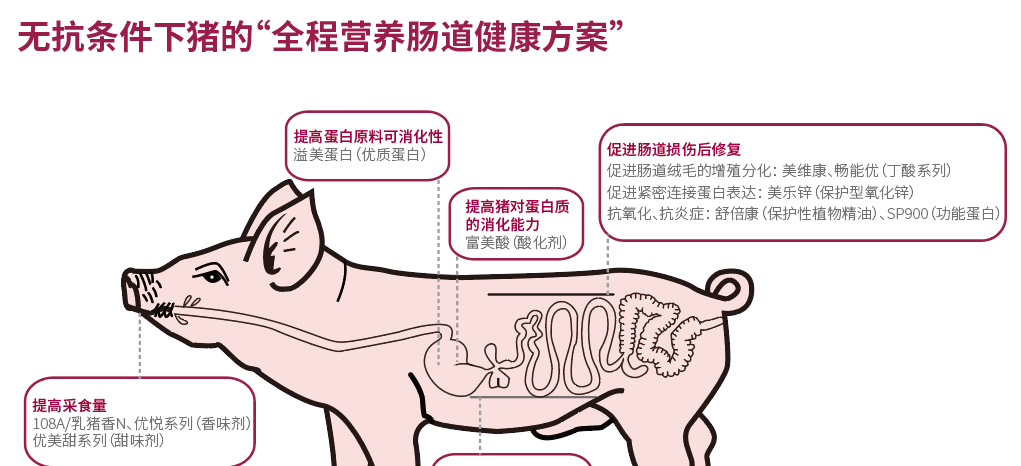 猪直肠形状结构图片图片