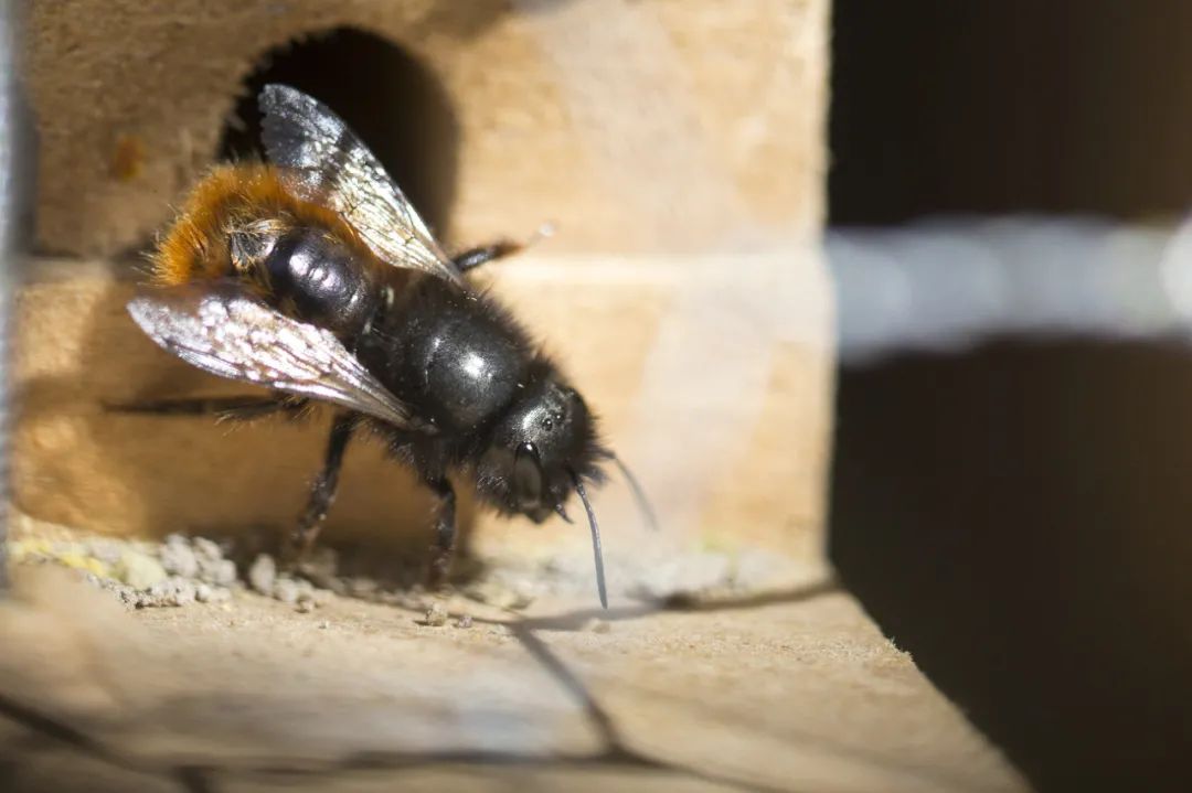瑞士的家蜂和野蜂,宠儿和孤儿?