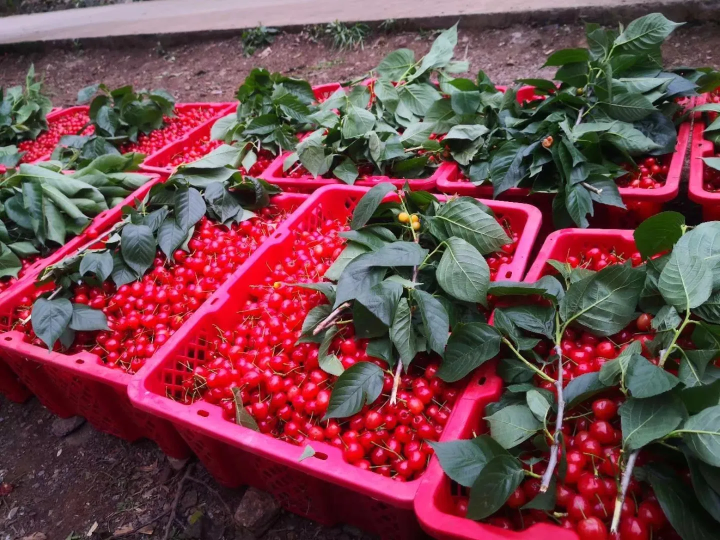 每年樱桃熟的时候,九洞天猫场镇每天五六万人前往,山路的吃货络绎不绝