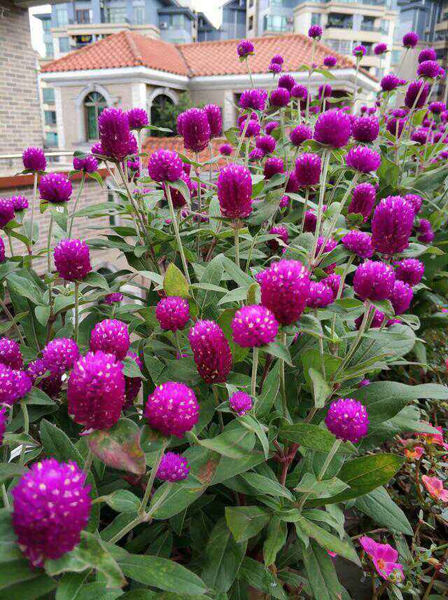 晒干的千日红和新鲜的其实没有什么区别的,大家要是喜欢,就赶紧晒起来