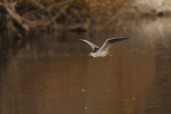 【有料评测】速度 精度 灵敏度 佳能EOS R3相机评测