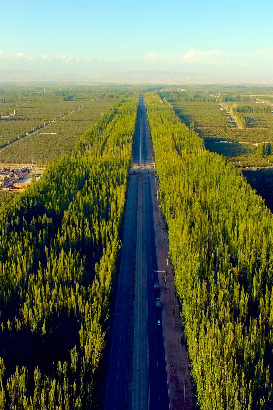 植树造林，如何改变中国？__凤凰网