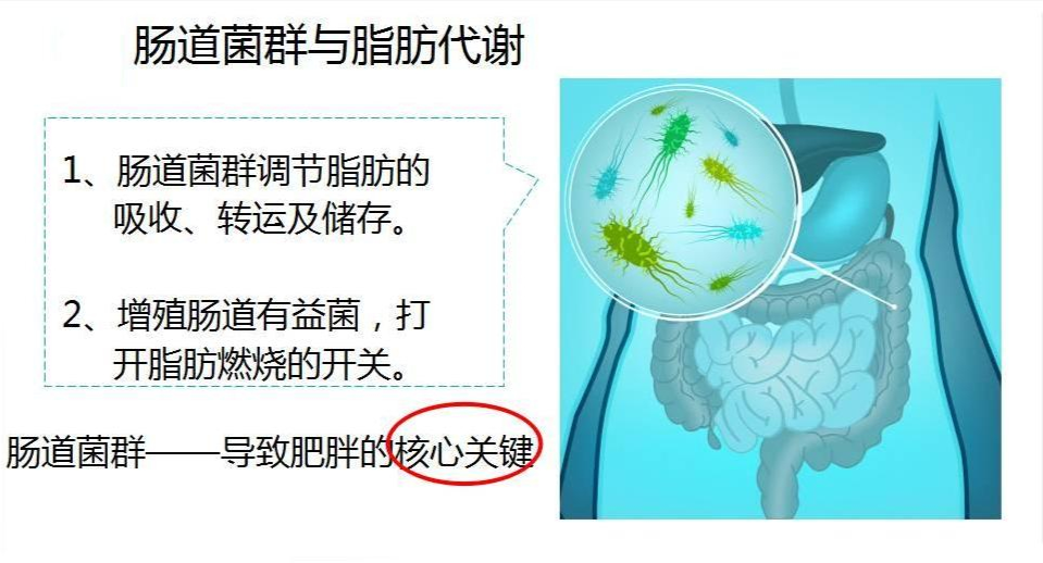 肥胖真的是肠道菌群出了问题