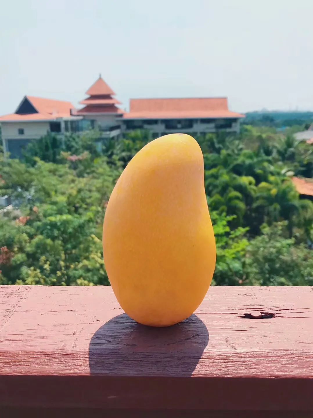 9!比脸还大!海南巨无霸芒果19°高甜,全是肉,核超小