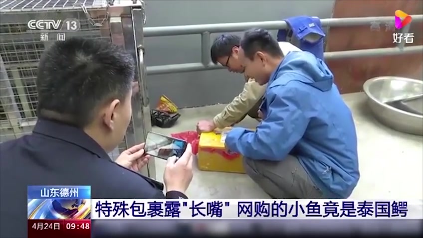 网购小鱼变鳄鱼？中通快递：活体均不允许快递，若查实会处罚