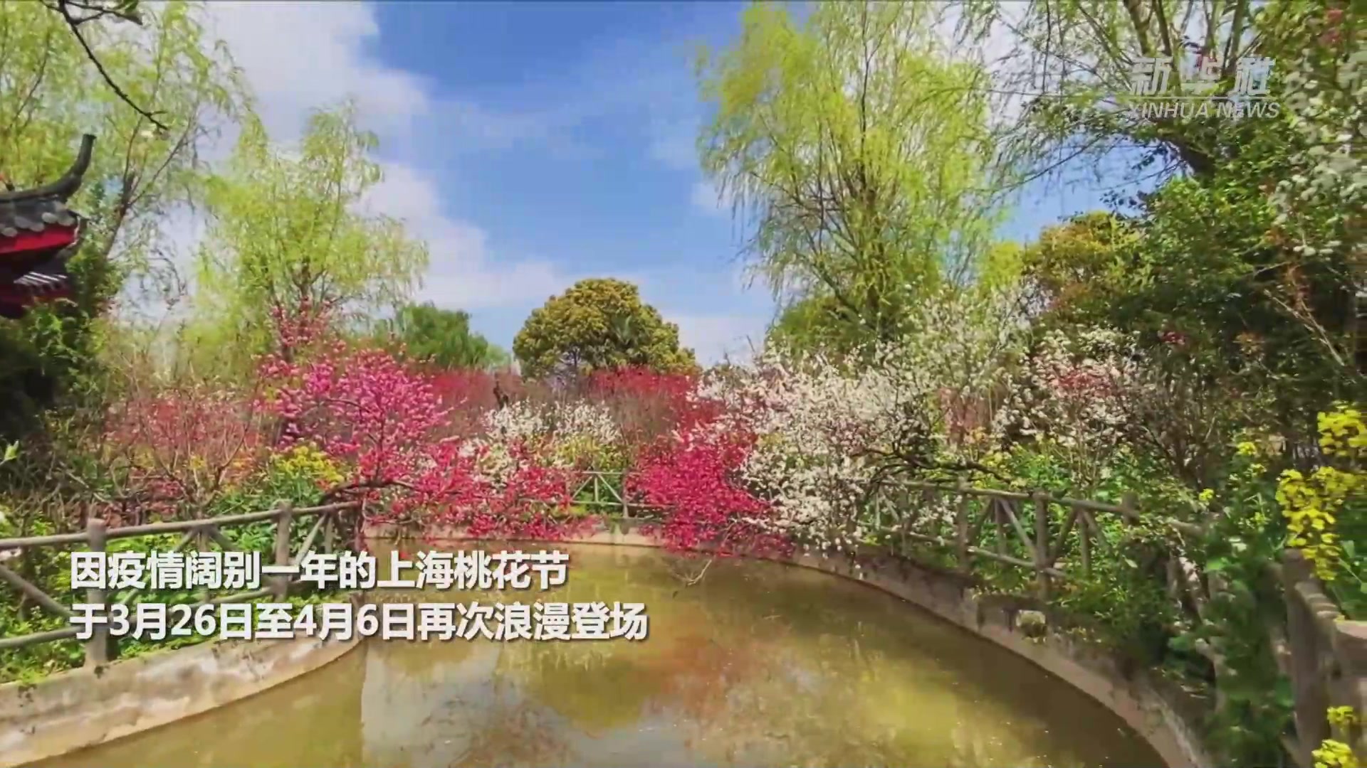 上海桃花节开幕：“赏花经济”助力乡村振兴