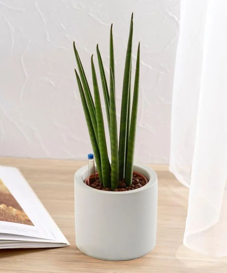 7类植株小巧的桌面盆栽观叶植物,喜欢小清新的盆栽就不要错过了__凤凰