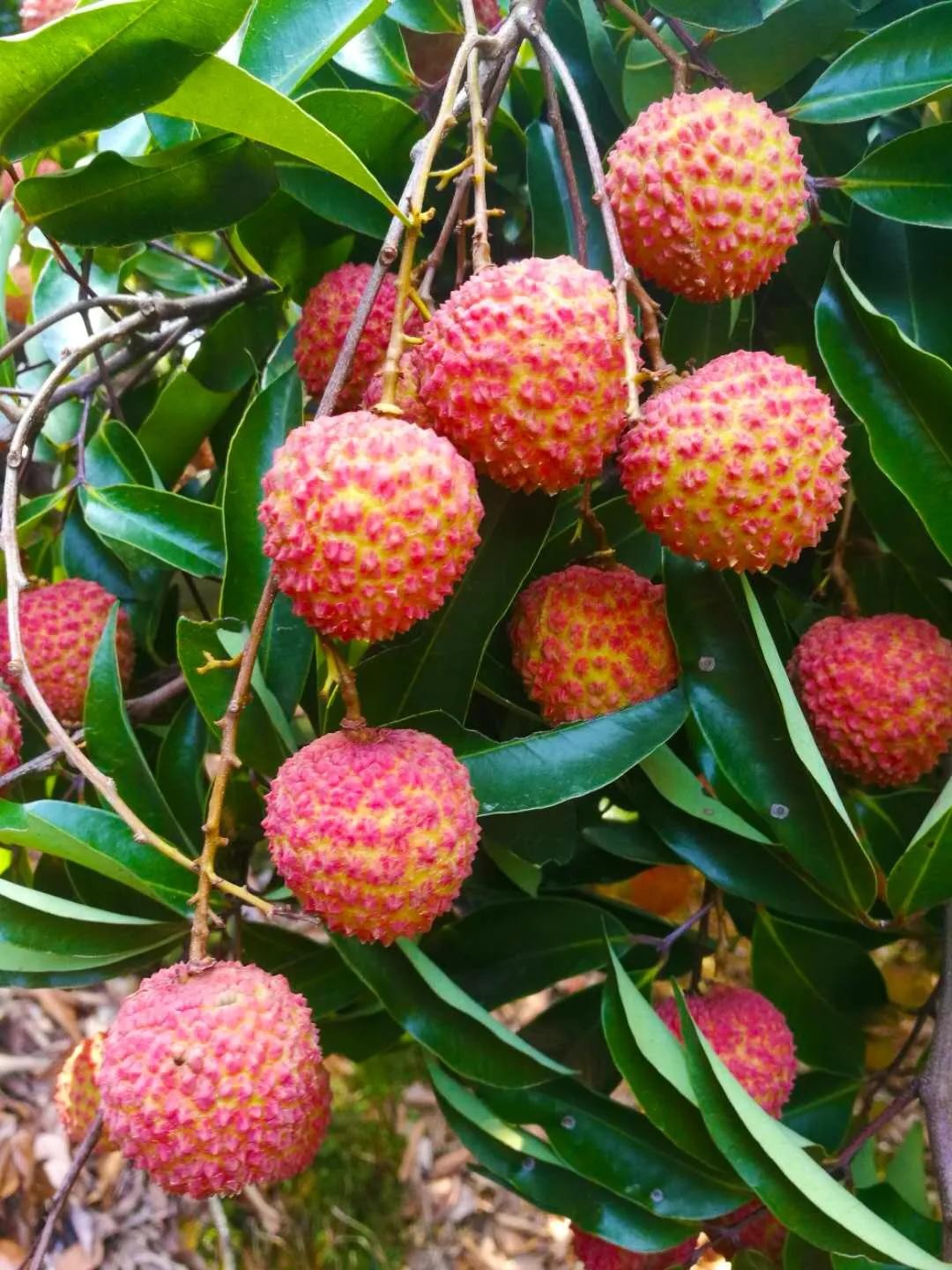 "荔中贵族"增城派潭荔枝6月争"鲜"上市__凤凰网