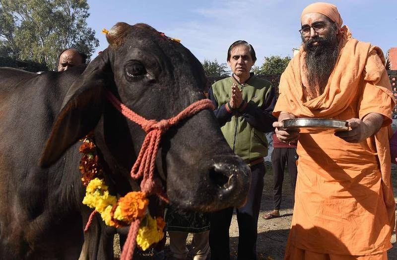 印度将举行一场"牛学"考试,背后可能是政治化的动物崇拜