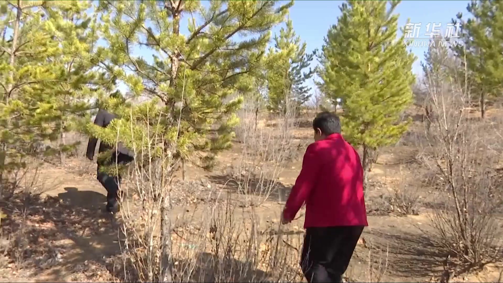 毛乌素治沙植绿“母子兵”