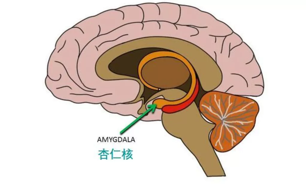 吼孩子的危害能有多离谱?一张大脑图片告诉你答案