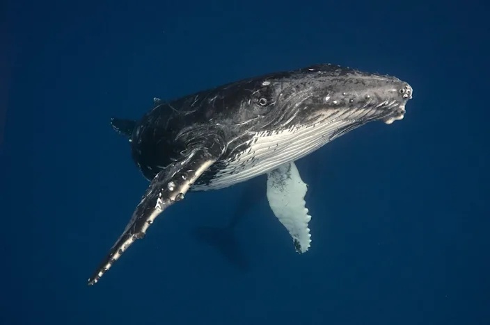 死里逃生的男子,在潜水捕捉龙虾的时候,被一条座头鲸给整个吞了