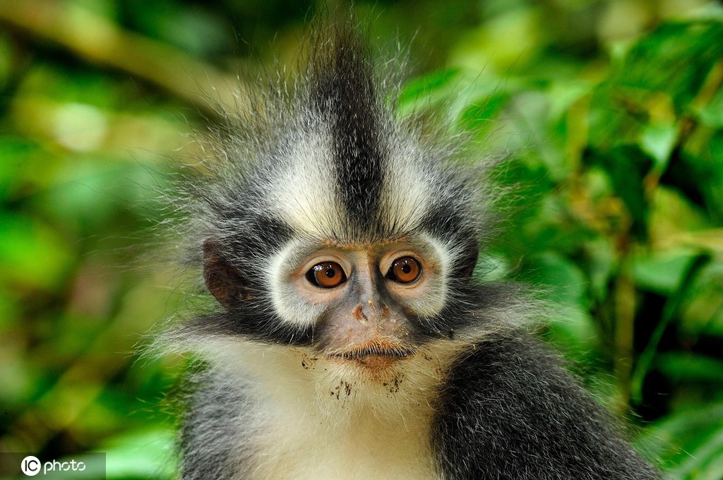 这一系列有趣滑稽的照片展示了小动物们各种奇特的发型,有甜美长发的