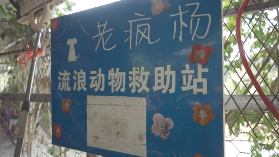 四川小伙自费800万救流浪动物,拒绝一切捐助,他图啥?