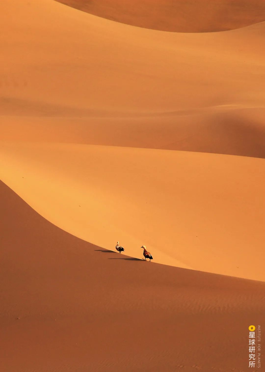 (请横屏观看,新疆昭苏县喀尔肯特草原,成群飞翔的蓑羽鹤,摄影师@赖