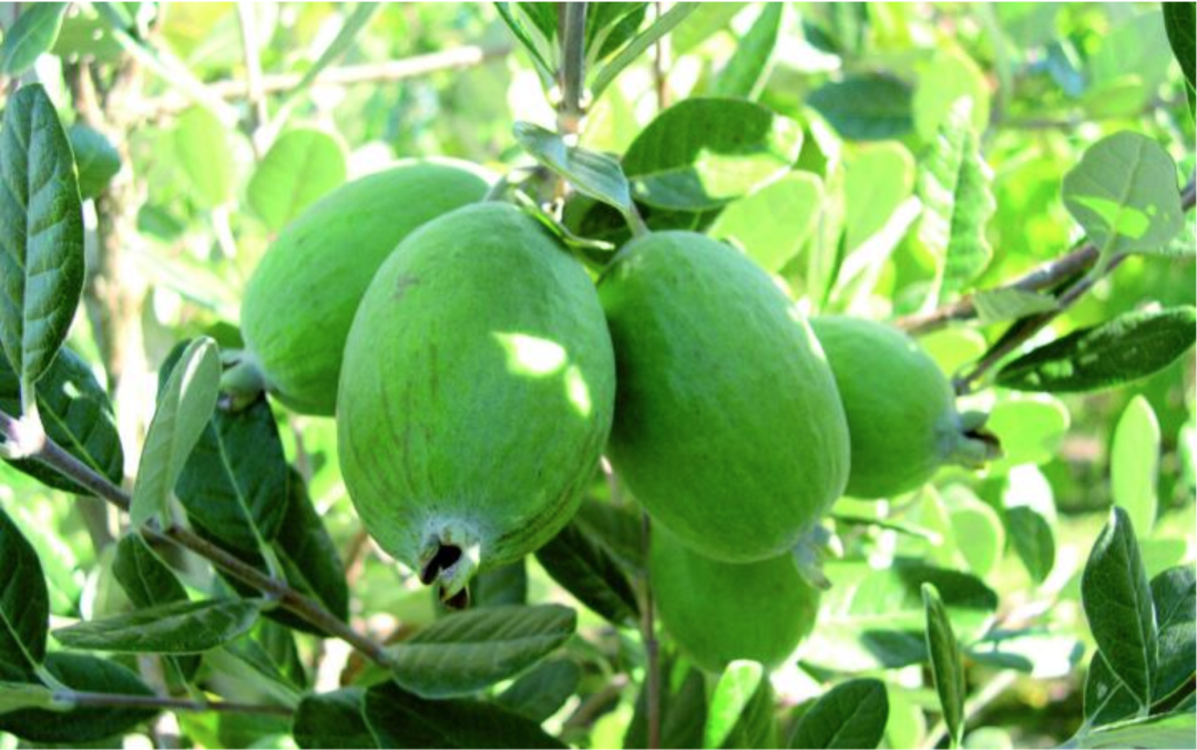 新西兰低调的国民水果——斐济果