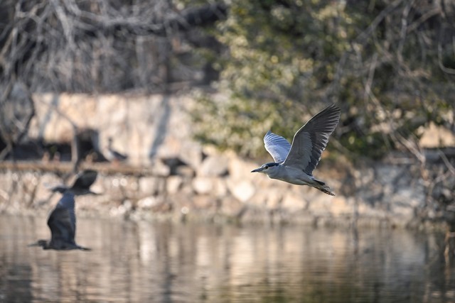 尼康Z9旗舰微单相机 诠释速度与激情