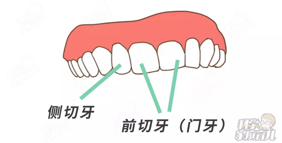 下颌中切牙的解剖图图片