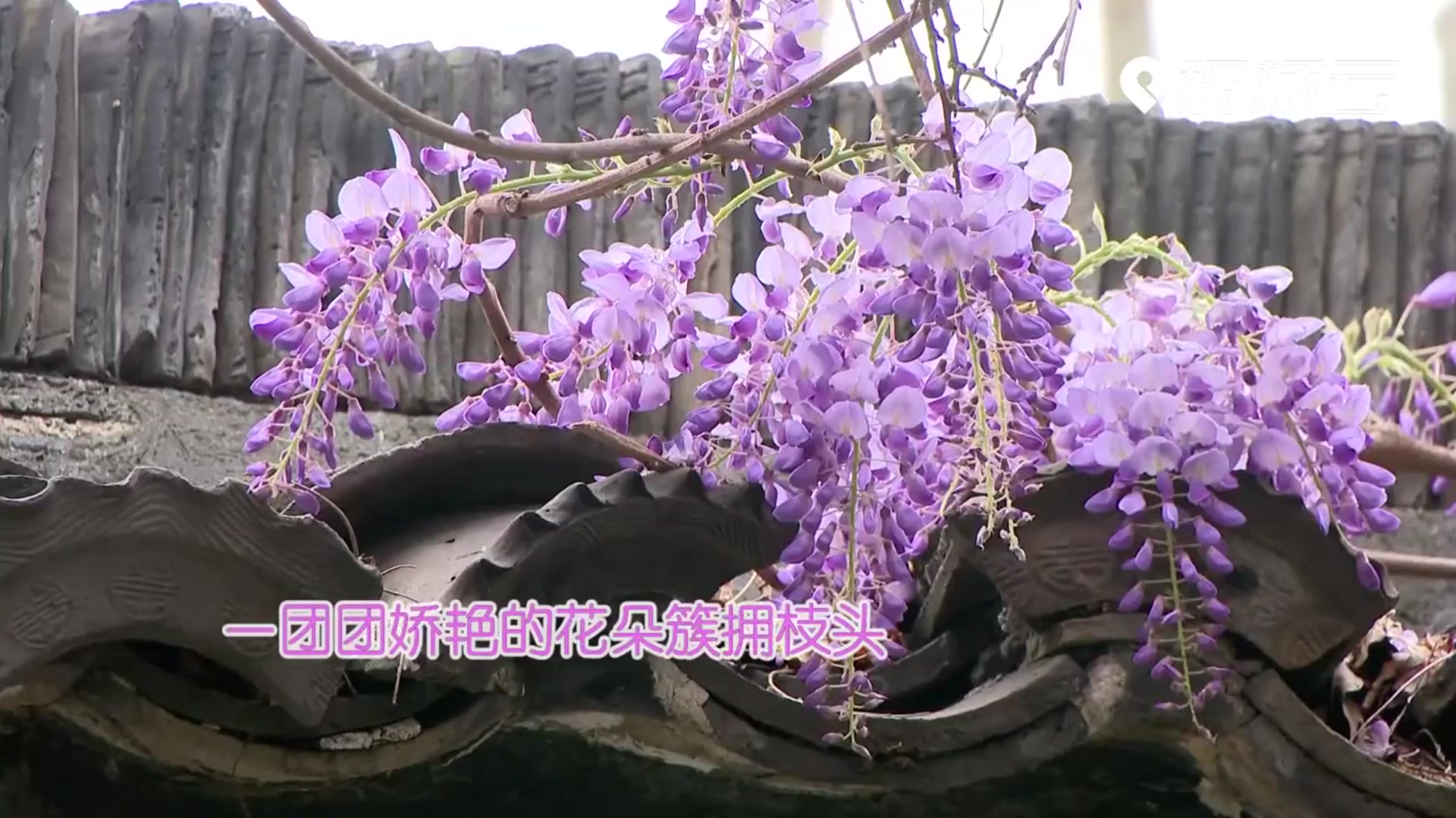 苏州：惊艳！400年紫藤花开