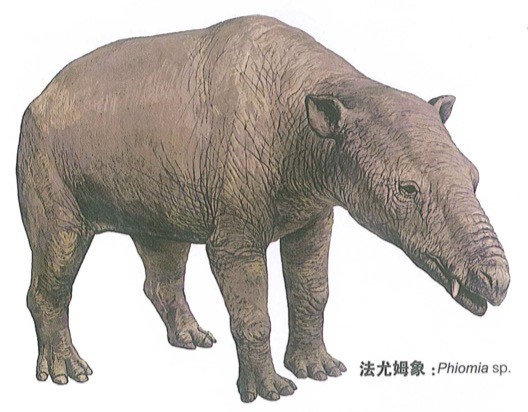 法尤姆象