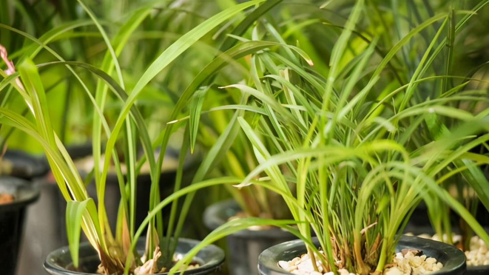 兰花种植技术视频教程(兰花种植技术视频教程下载)