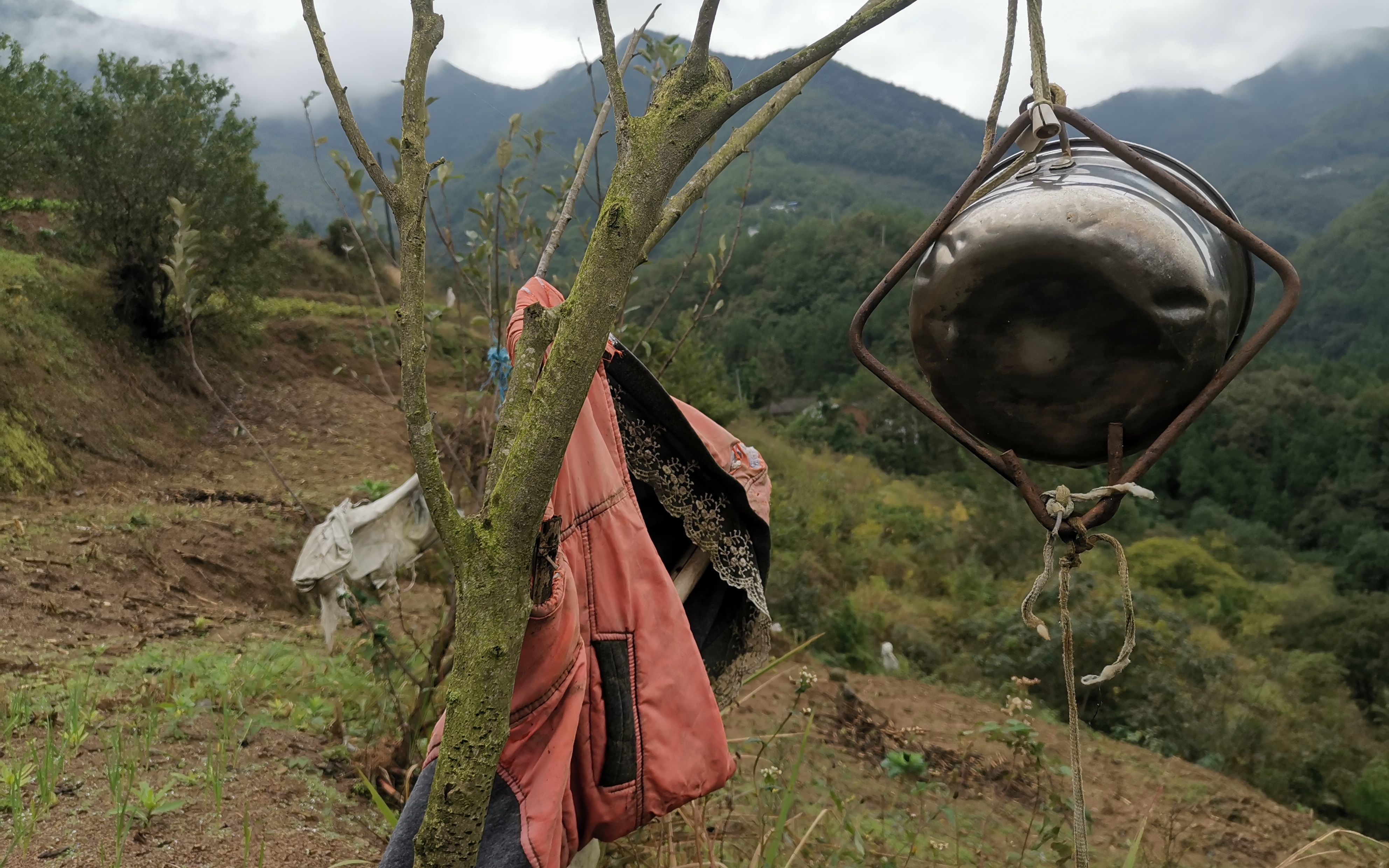 10月13日,曹秀红的地里,挂着自制的“铃铛”,穿过的脏衣服,希望声音和气味可以吓走野猪。新京报记者 周怀宗 摄