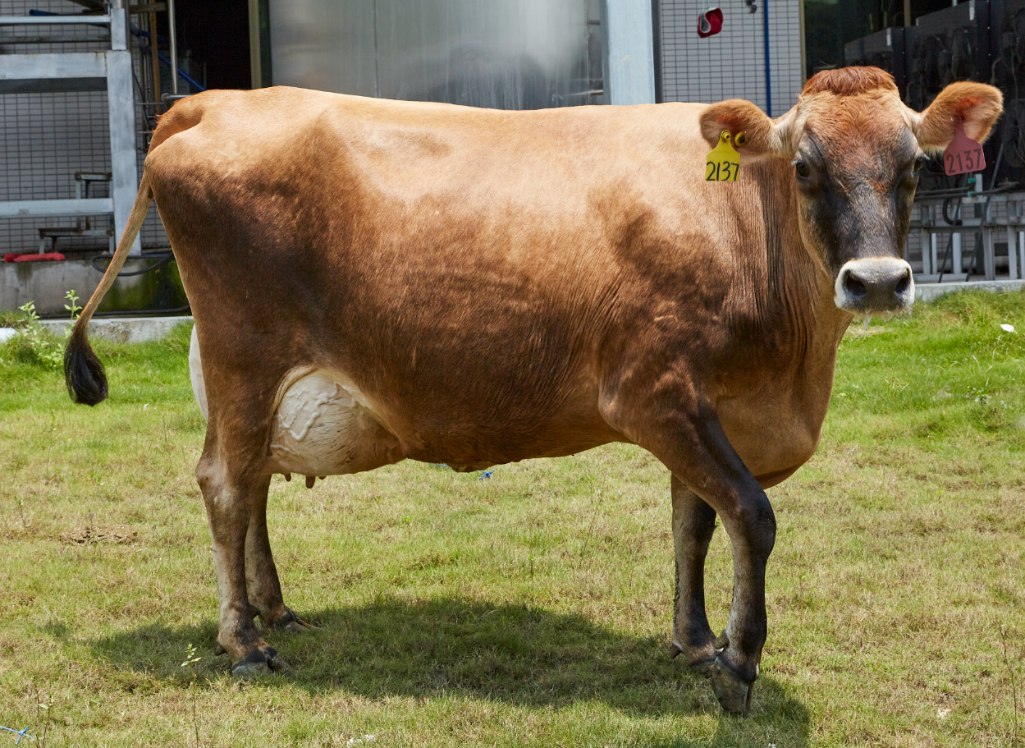 香满楼娟姗鲜牛奶缔造高品质奶源