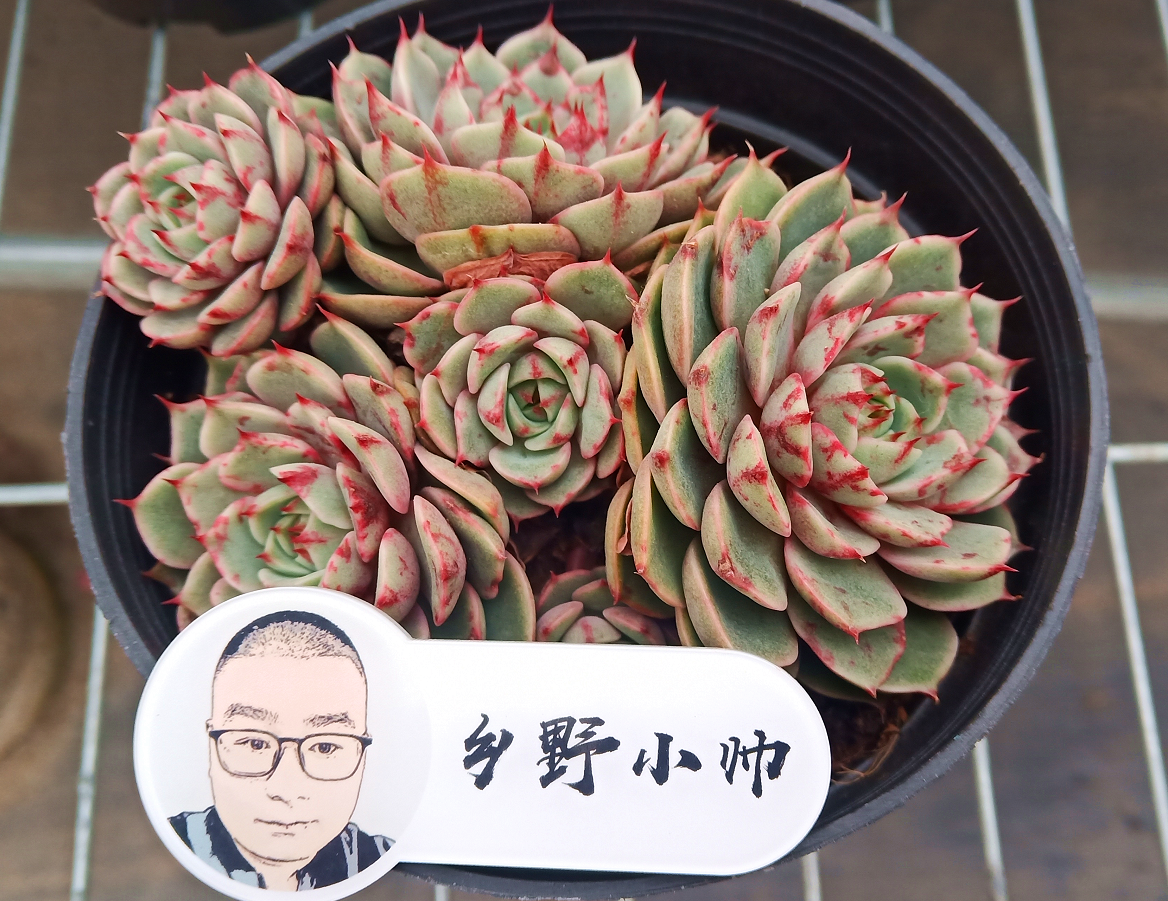 养多肉遇梅雨季 做好这三点 轻松解决多肉叶片发霉 凤凰网