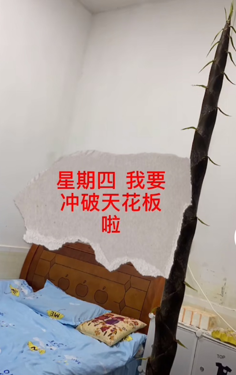 "笋"到家了!竹笋顶破宿舍地砖越长越高 女老师:我让给你算了