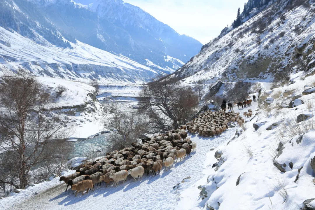 李文武)连日来,新疆昭苏县50余万头(只)牲畜从天山深处的冬牧场转出