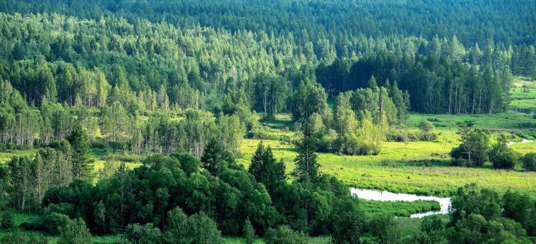 【摄影赏析】森林生态展新荣——中国著名摄影家冯凯文摄影作品欣赏