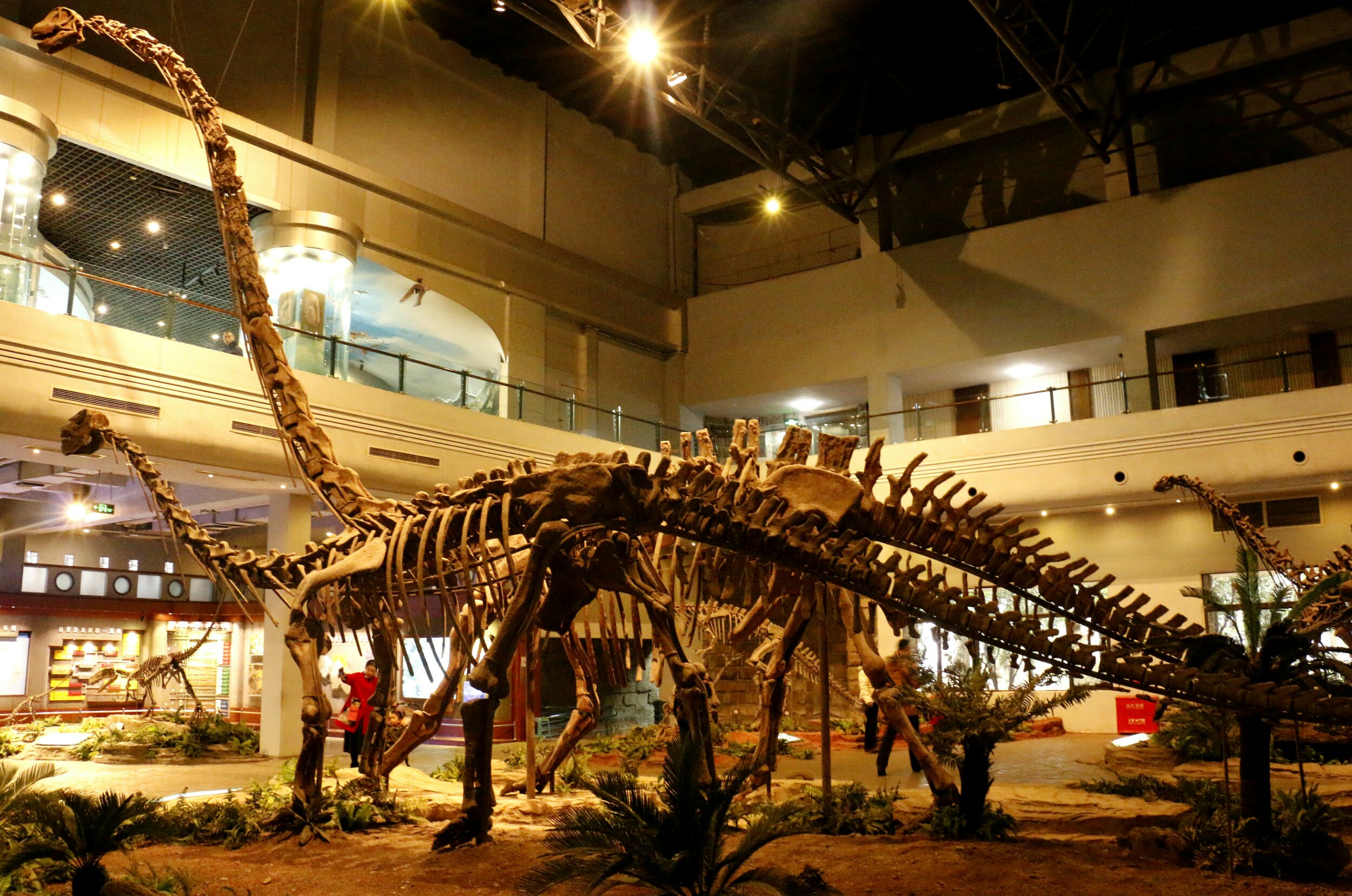 四川自贡不止灯会,探秘世界3大恐龙博物馆之一,重返侏罗纪时代